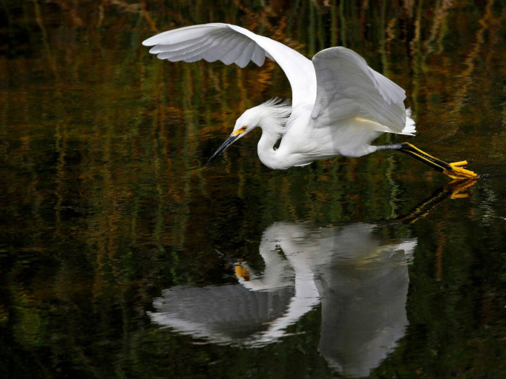 水面近くを飛ぶ白鷺（シラサギ）と水面に映る姿